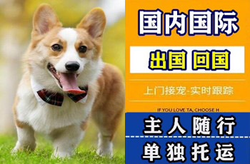 蓟州区宠物托运公司蓟州区宠物托运公司蓟州区宠物托运公司