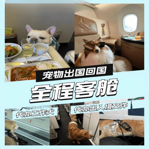 蓟州区宠物托运到白俄罗斯宠物入境规定和要求